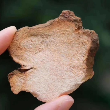 广州人土茯苓可和瘦肉等一起炖汤支持一件代发批发