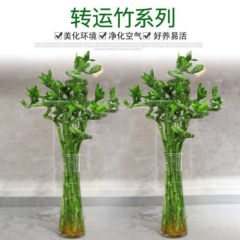 转运竹水养水培植物富贵竹室内绿植花卉客厅观音竹开运竹盆栽