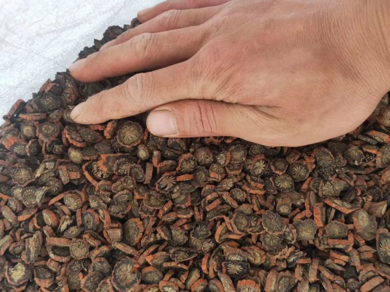 【产地直销】安徽亳州菊花茶一手货源量大从优