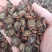 【产地直销】安徽亳州菊花茶一手货源量大从优