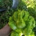 【精品推荐】四川特早熟精品儿菜好货大量上市欢迎联系
