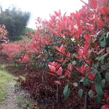 处理高低分枝（80一200）红叶石楠，30000棵。