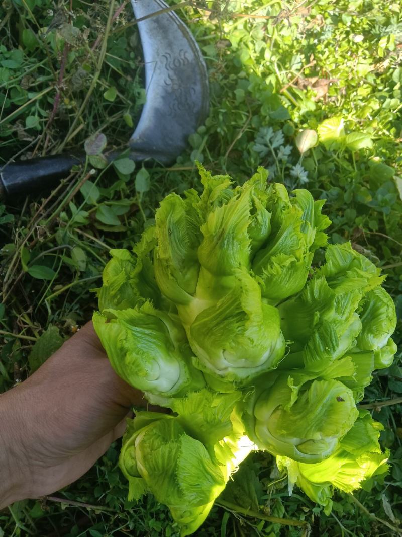 贵州..四川特早熟精品儿菜大量上市，欢迎与我联系