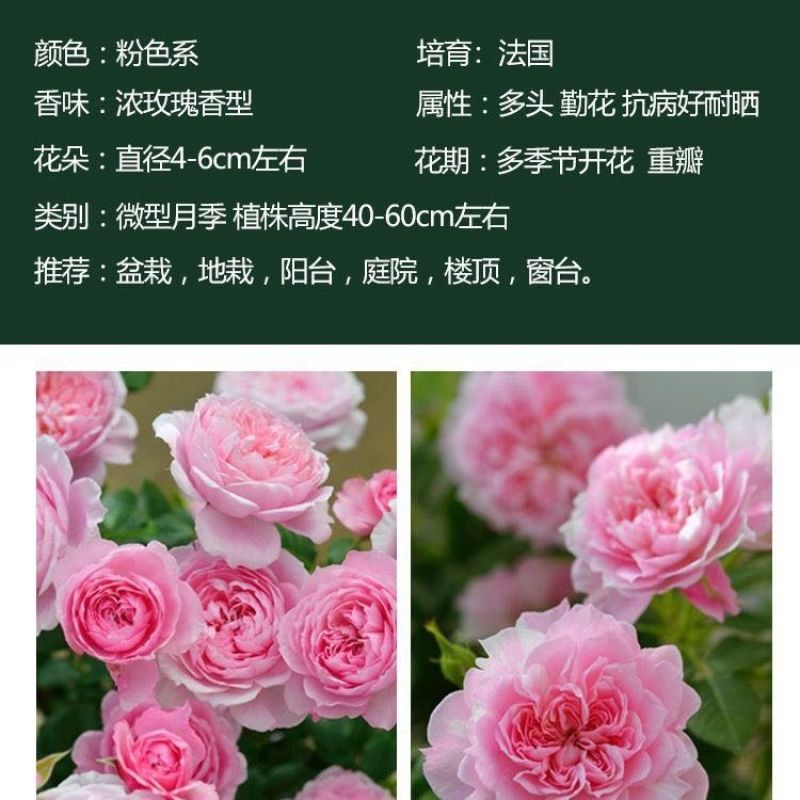 超微小月季迷你小花小型欧月灌木多头阳台四季开花月季花苗带