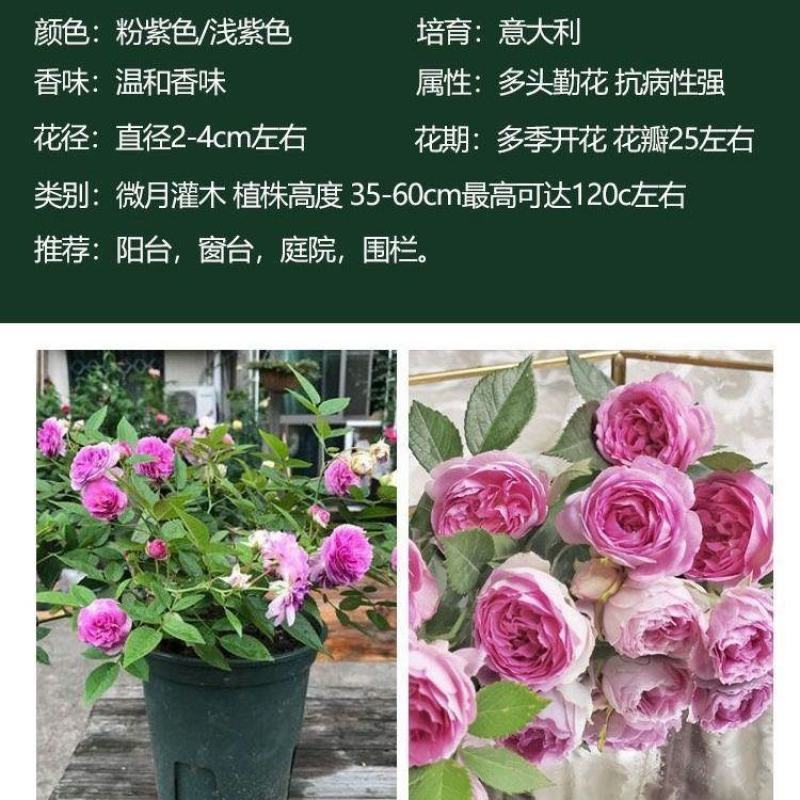 超微小月季迷你小花小型欧月灌木多头阳台四季开花月季花苗带