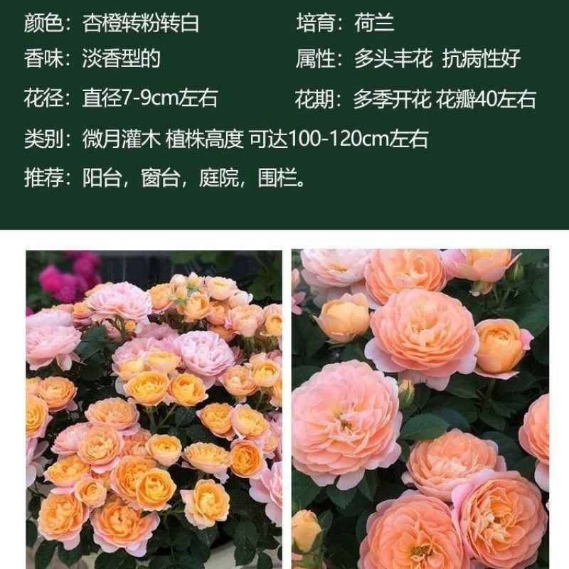 超微小月季迷你小花小型欧月灌木多头阳台四季开花月季花苗带
