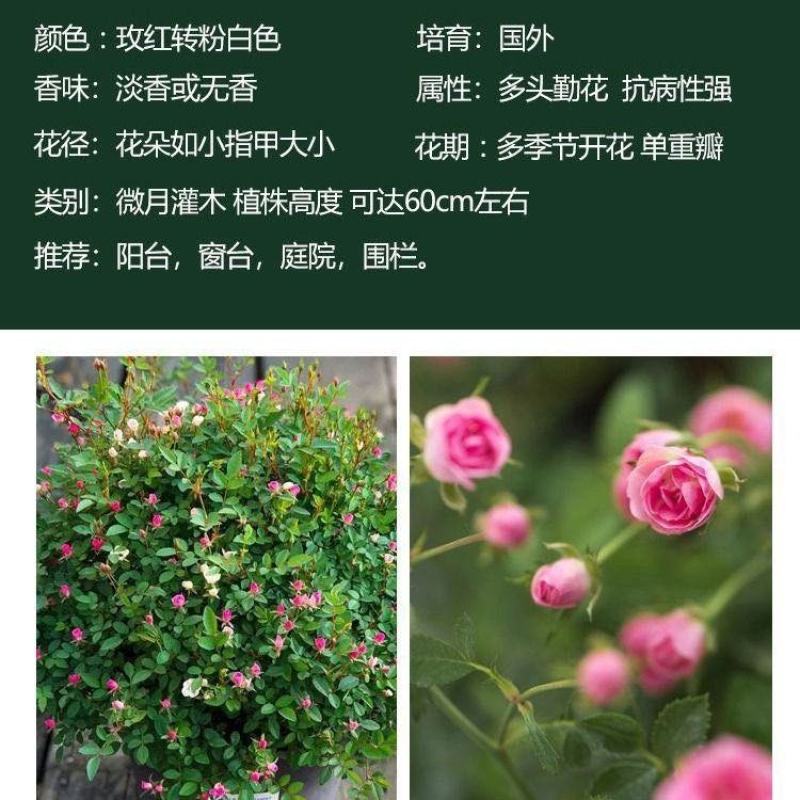 超微小月季迷你小花小型欧月灌木多头阳台四季开花月季花苗带