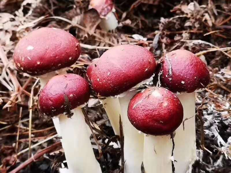 赤松茸原种大球盖菇二级种子草菇磨菇食用菌种子种苗大田种植