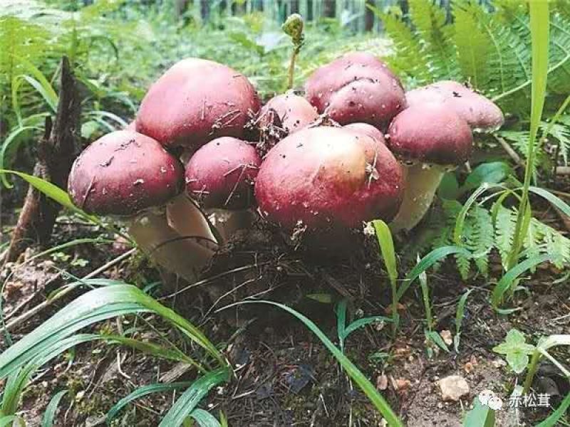 赤松茸原种大球盖菇二级种子草菇磨菇食用菌种子种苗大田种植