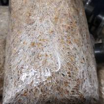 赤松茸原种大球盖菇二级种子草菇磨菇食用菌种子种苗大田种植