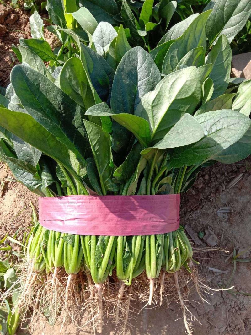 河南滑县精品菠菜优质货源价格美丽实力代办代发全国