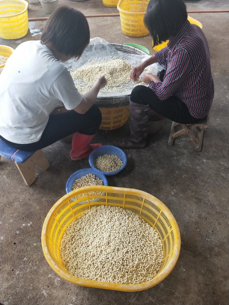 苏南特产新鲜鸡头米，原产地直发，质量有保证，欢迎咨询
