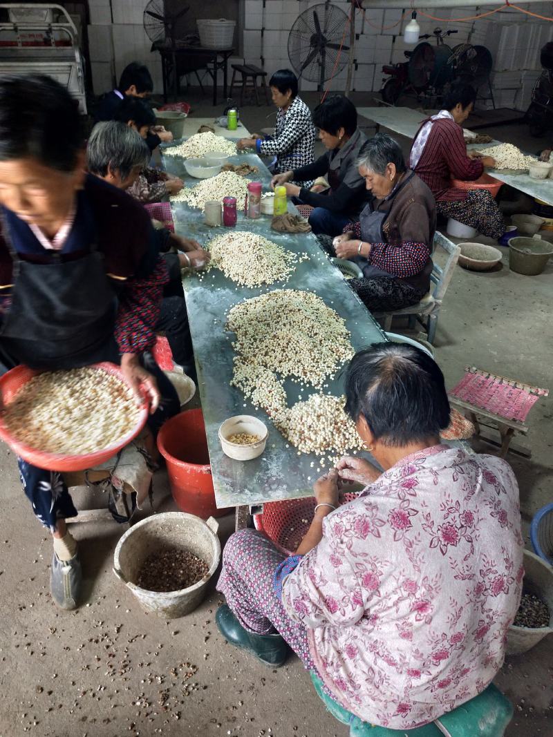 苏南特产新鲜鸡头米，原产地直发，质量有保证，欢迎咨询