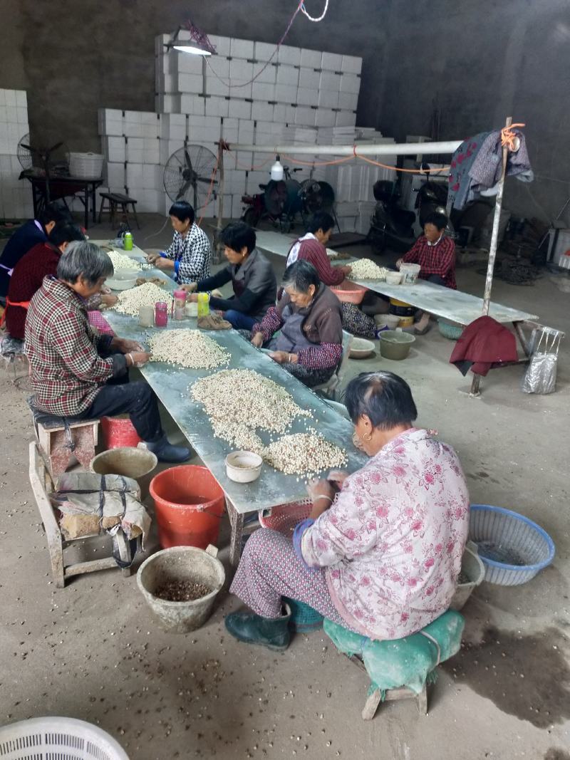 苏南特产新鲜鸡头米，原产地直发，质量有保证，欢迎咨询