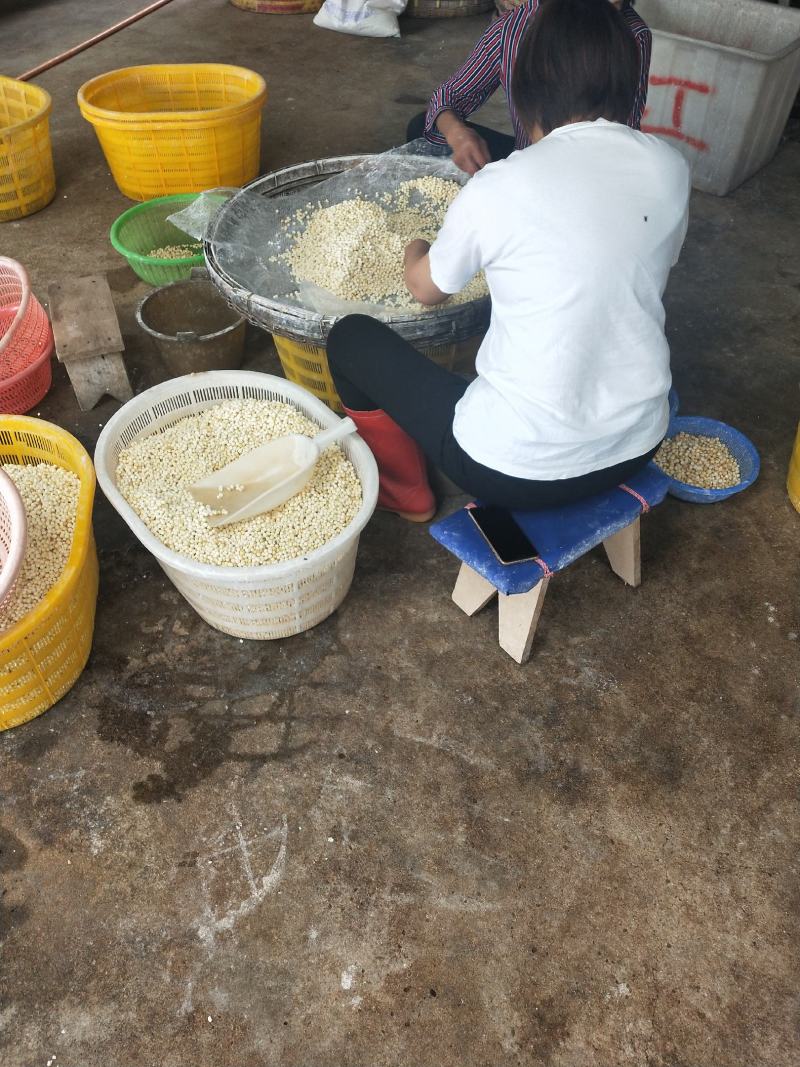 苏南特产新鲜鸡头米，原产地直发，质量有保证，欢迎咨询
