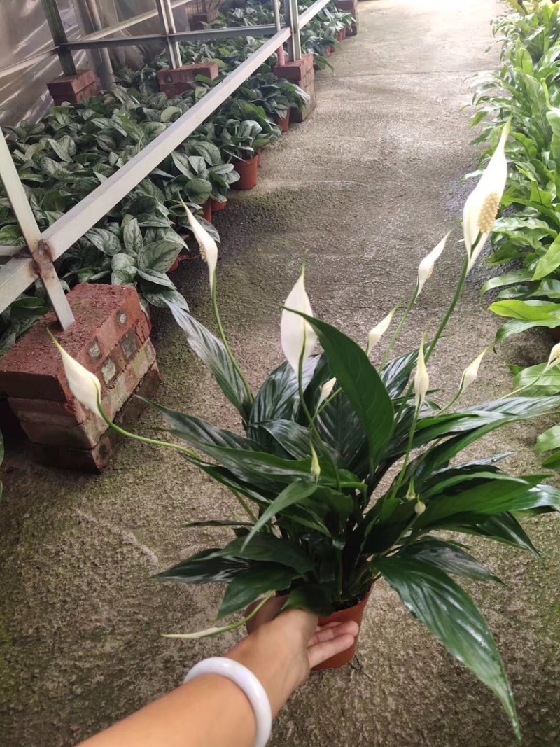 白掌粉掌红掌盆栽植物室内水养一帆风顺吸甲醛桌面绿植好养活