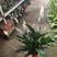 白掌粉掌红掌盆栽植物室内水养一帆风顺吸甲醛桌面绿植好养活