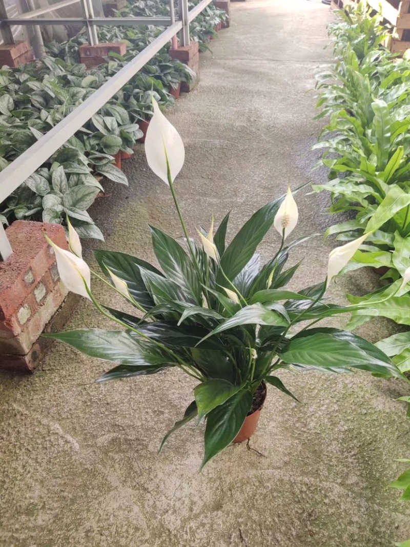 白掌粉掌红掌盆栽植物室内水养一帆风顺吸甲醛桌面绿植好养活