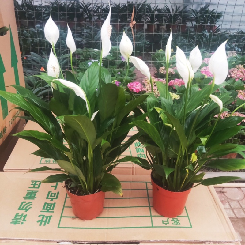 白掌粉掌红掌盆栽植物室内水养一帆风顺吸甲醛桌面绿植好养活