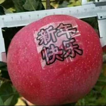 望香红苹果苗，自家嫁接的树苗品种保纯，保纯保成活率。
