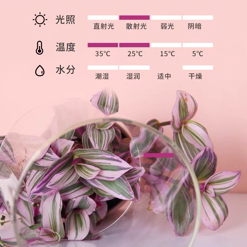 荷兰进口婚礼油画室内植物阳台庭院观叶紫露草净化空气吸甲醛