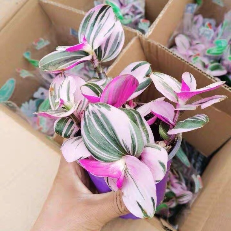 荷兰进口婚礼油画室内植物阳台庭院观叶紫露草净化空气吸甲醛