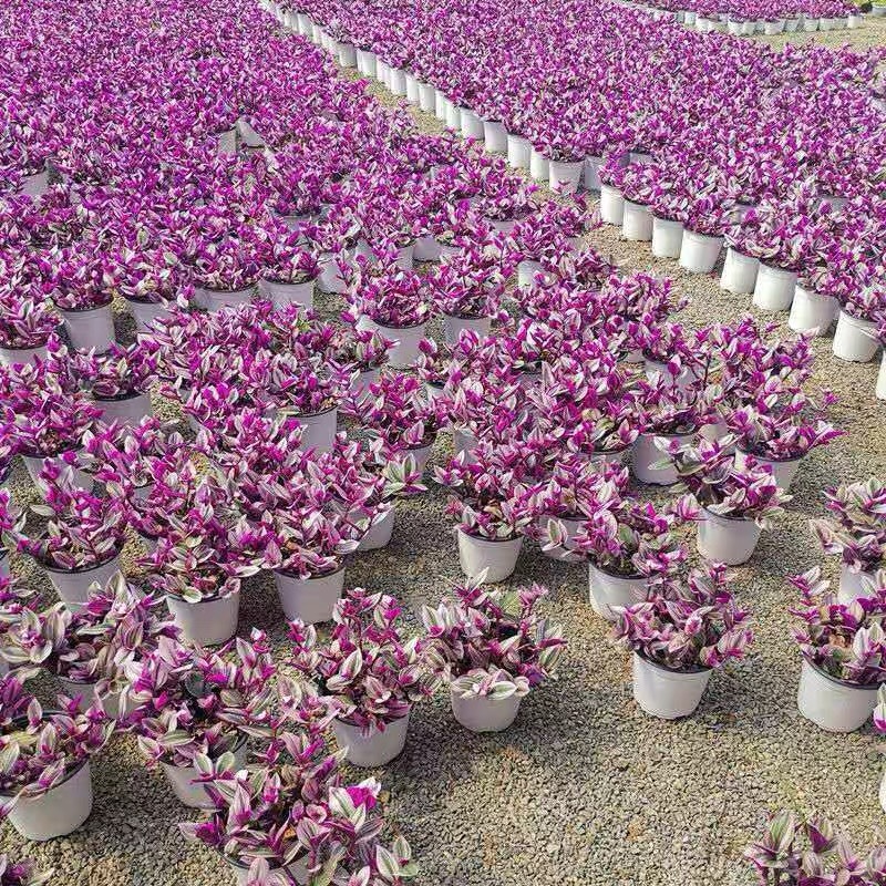 荷兰进口婚礼油画室内植物阳台庭院观叶紫露草净化空气吸甲醛
