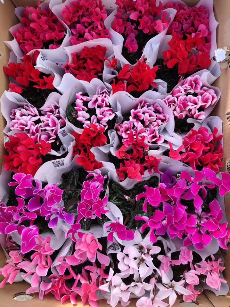 仙客来带花苞室内花卉重瓣迎客来四季开花好养大花苗观花