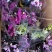 仙客来带花苞室内花卉重瓣迎客来四季开花好养大花苗观花