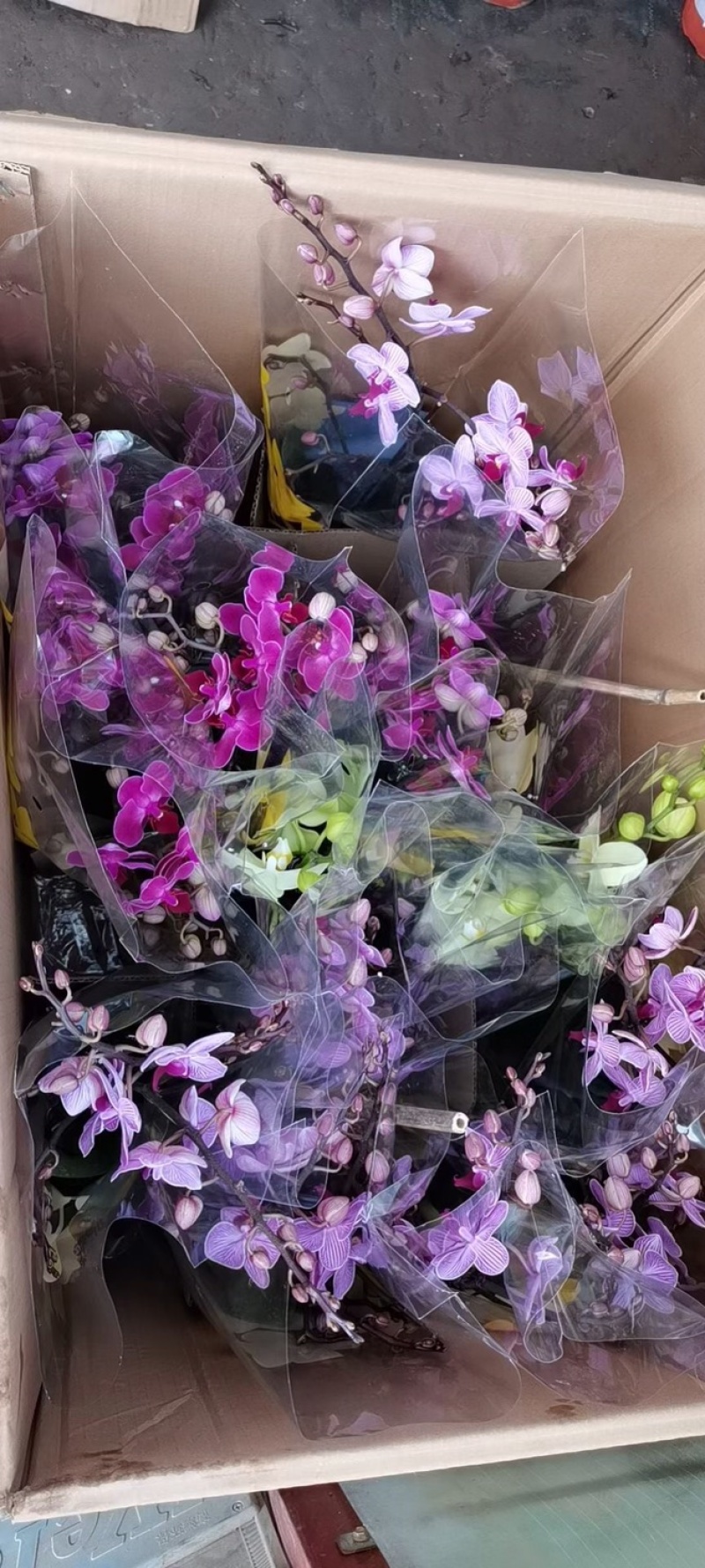 仙客来带花苞室内花卉重瓣迎客来四季开花好养大花苗观花