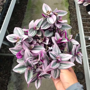 荷兰进口婚礼油画室内植物阳台庭院观叶紫露草净化空气吸甲醛