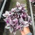 荷兰进口婚礼油画室内植物阳台庭院观叶紫露草净化空气吸甲醛