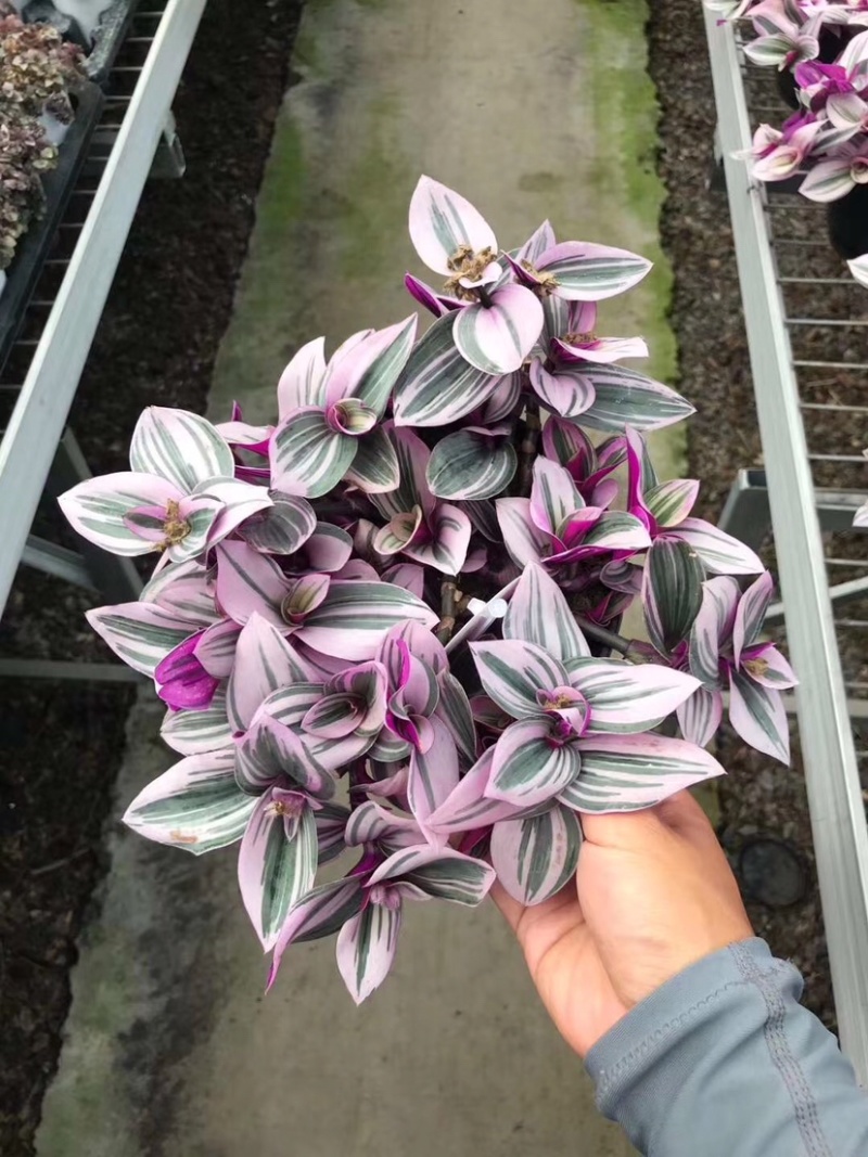 荷兰进口婚礼油画室内植物阳台庭院观叶紫露草净化空气吸甲醛