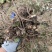 藁本苗川芎香苗川芎根块地栽室内外庭院种植易成活