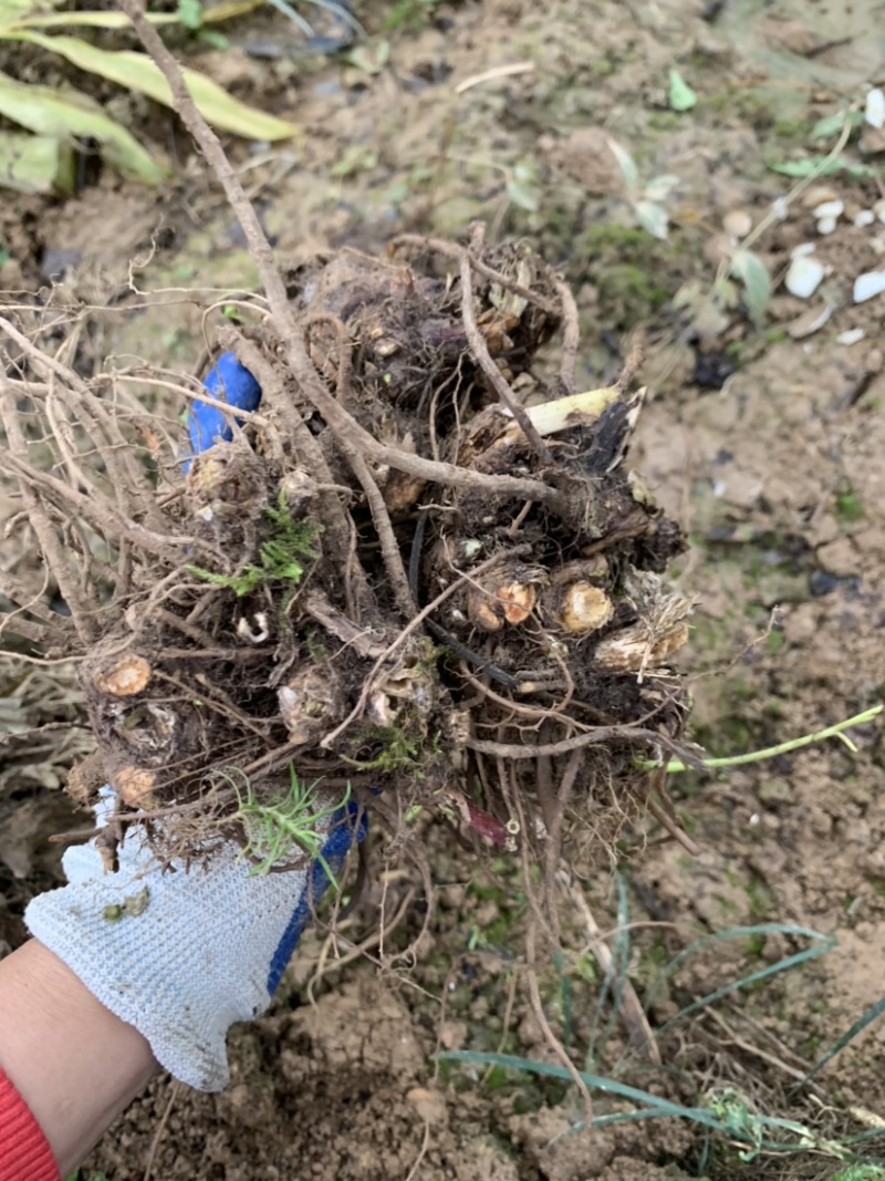 藁本苗川芎香苗川芎根块地栽室内外庭院种植易成活