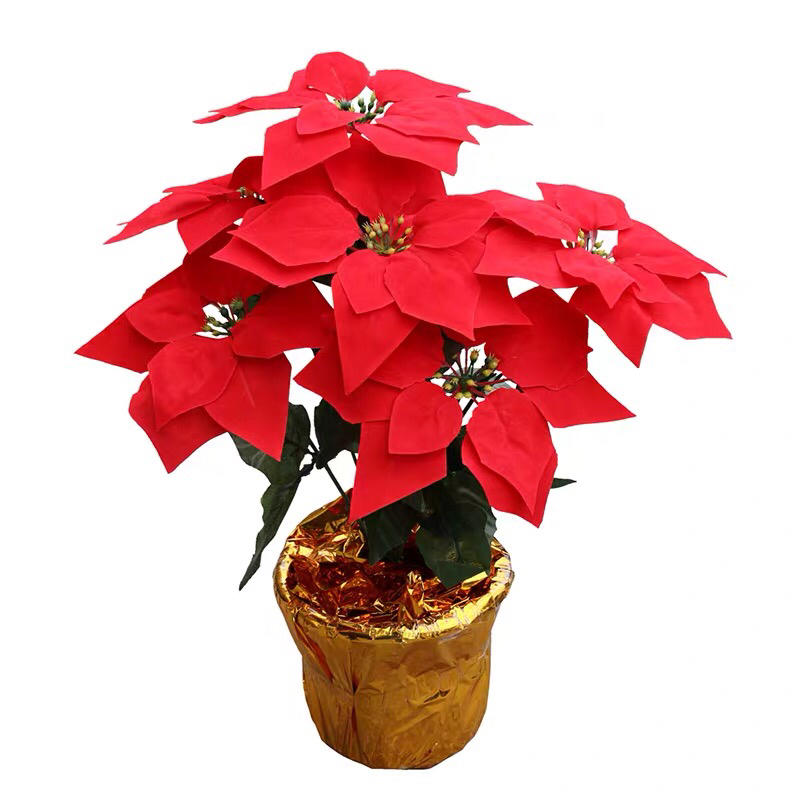 一品红盆栽花苗圣诞苗节日庆典花卉开花观叶植物圣诞红中国红