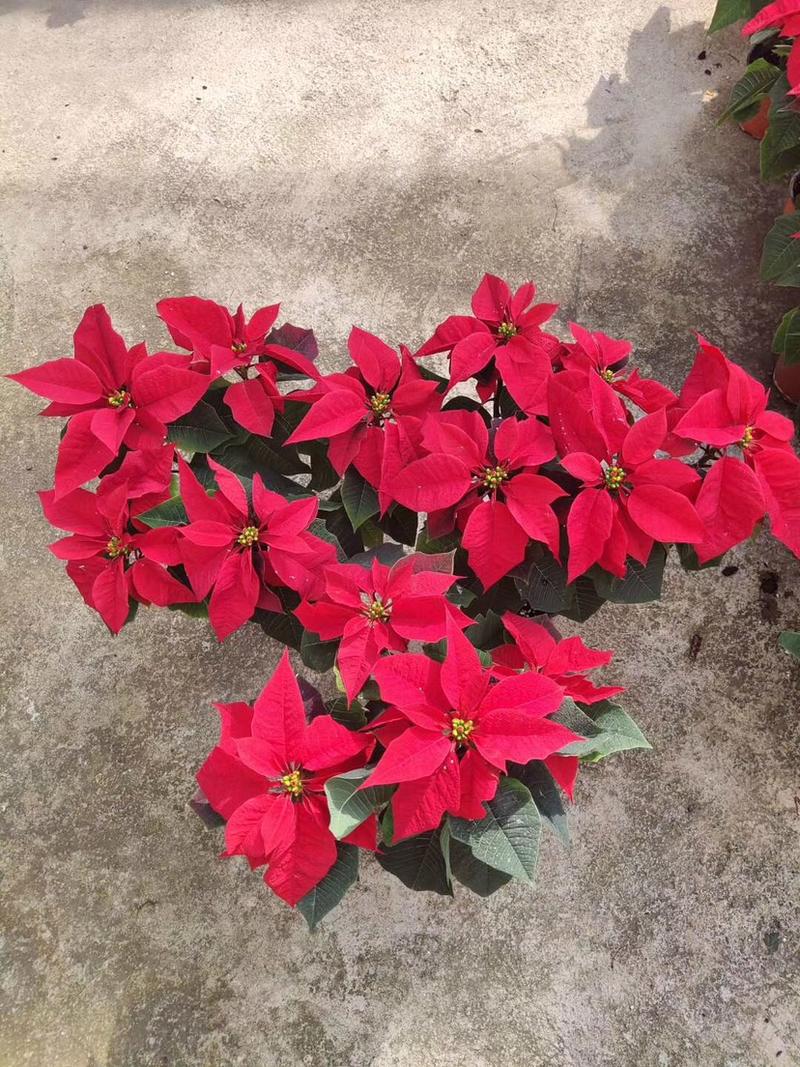 一品红盆栽花苗圣诞苗节日庆典花卉开花观叶植物圣诞红中国红