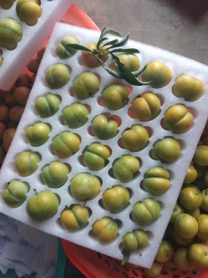 蜂糖李子苗品种质量保证可签订合同免费技术包邮