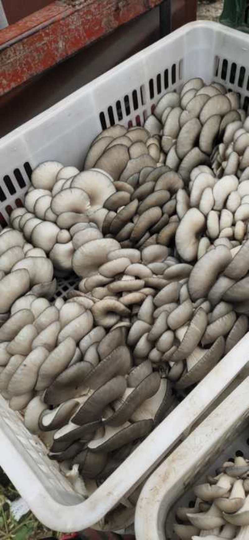 大量供应小精品黑平菇