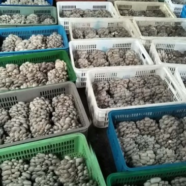 大量供应小精品黑平菇