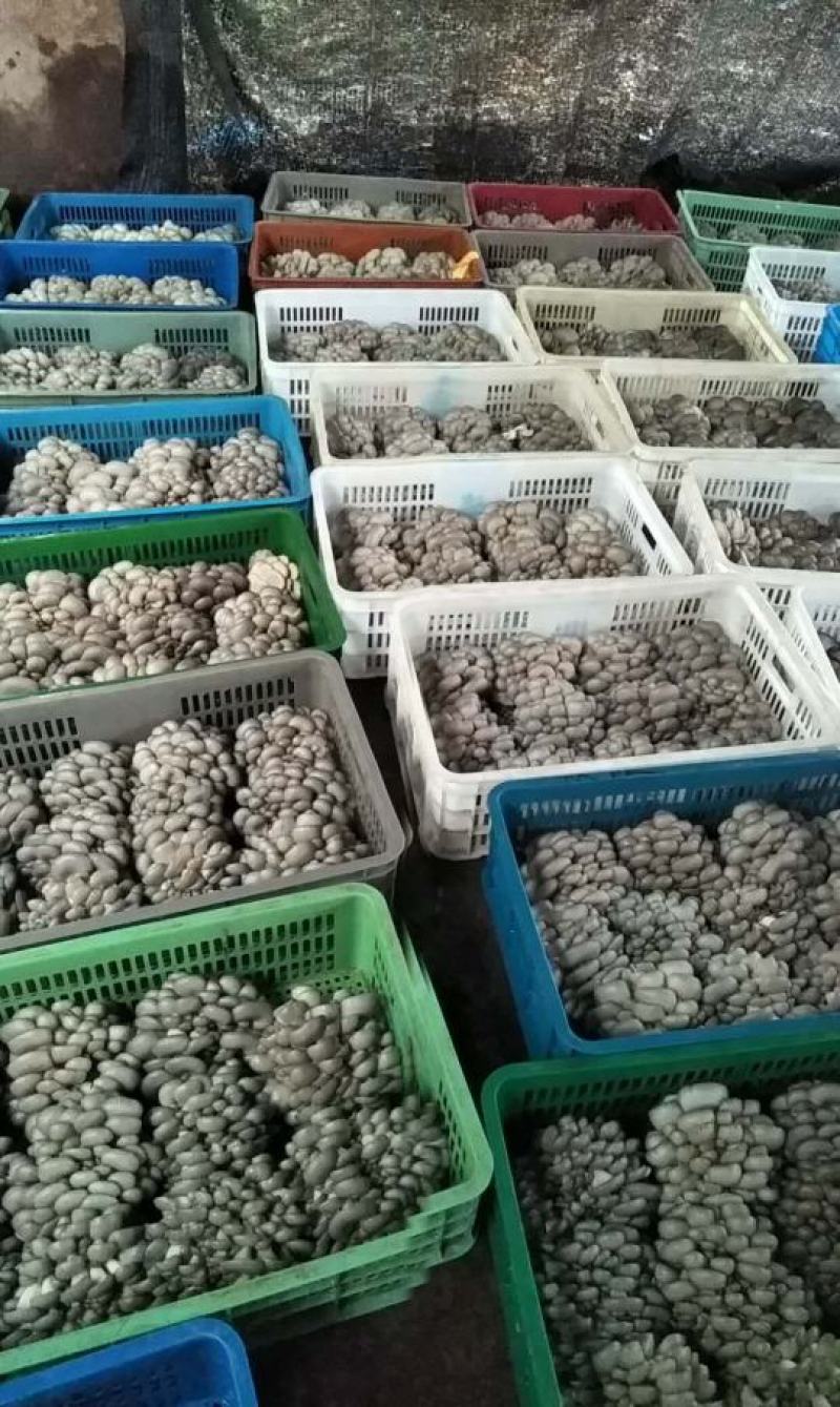大量供应小精品黑平菇