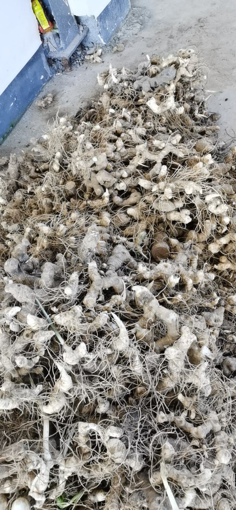 【多花姜型黄精】基地直销，量大价优，欢迎来电咨询