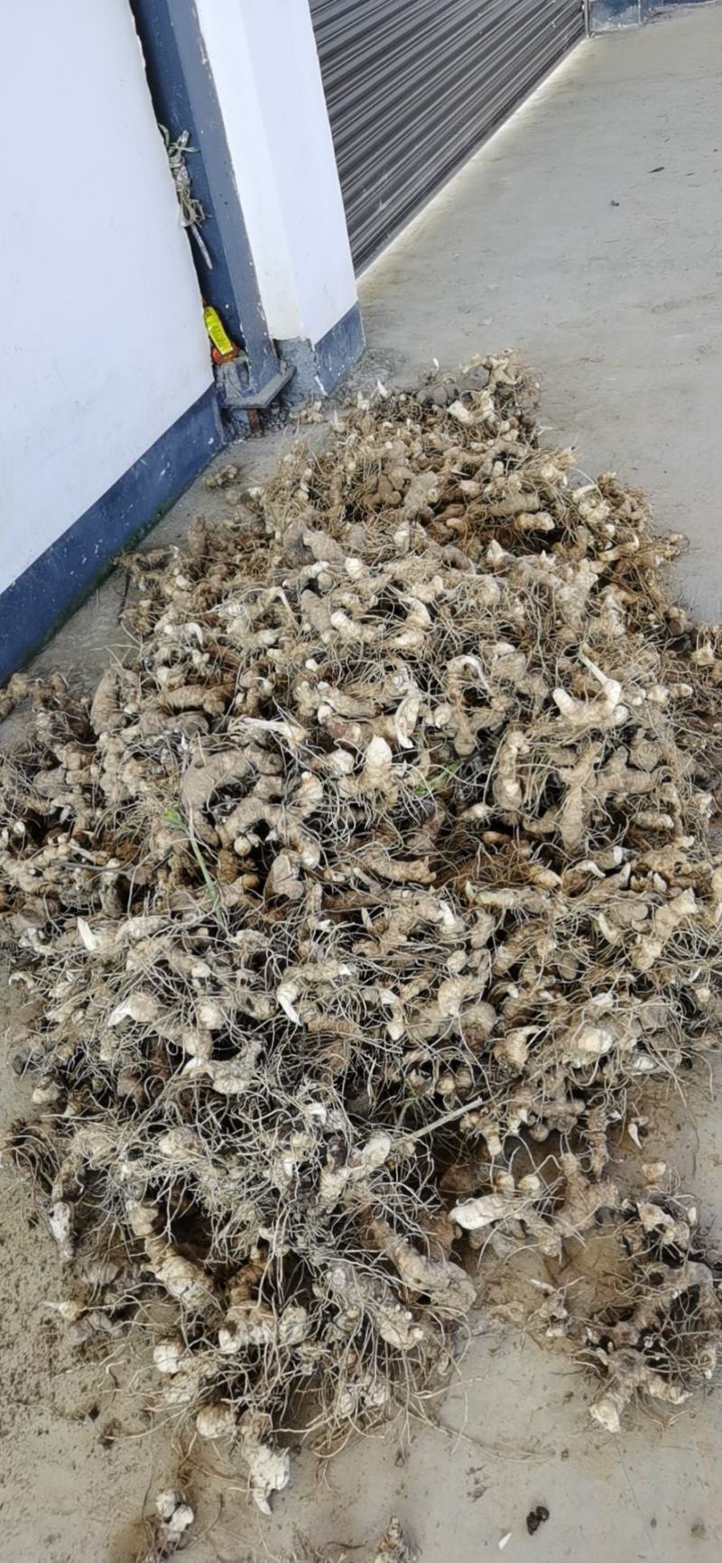 【多花姜型黄精】基地直销，量大价优，欢迎来电咨询