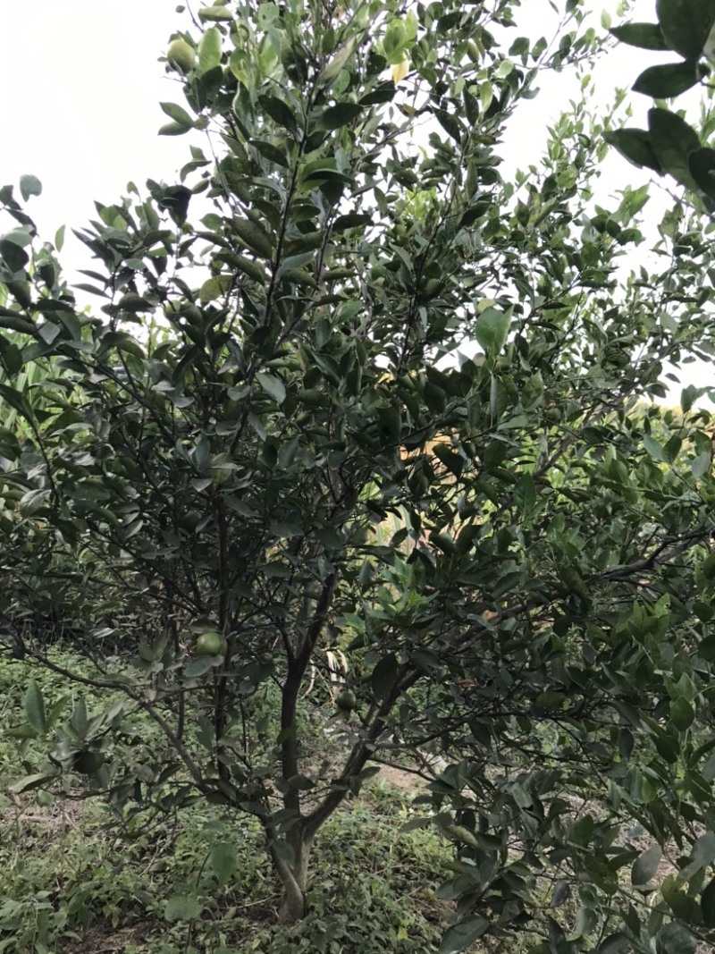 皇帝柑苗50~80cm