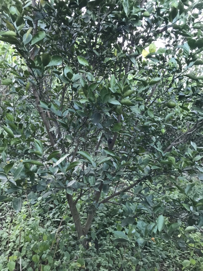皇帝柑苗50~80cm