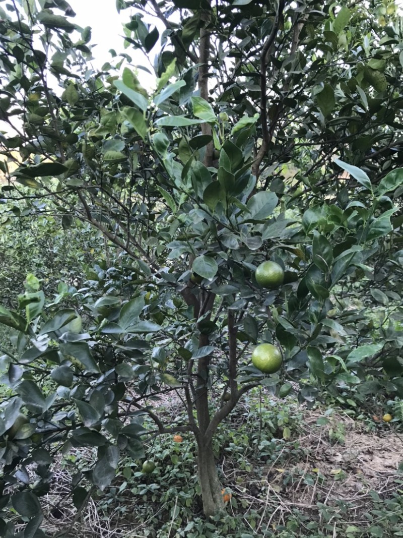 皇帝柑苗50~80cm