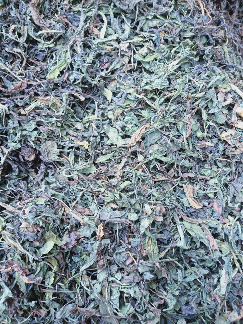 大青叶全干货今年新货产地直销