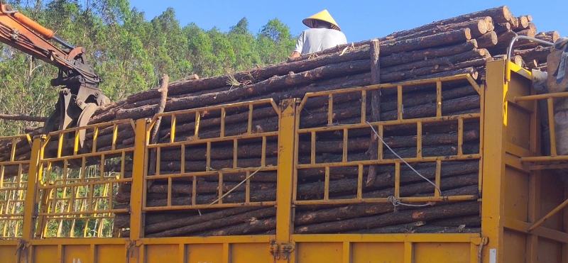 大量湿地松木桩，本地松木桩，批发欢迎新老客洽谈预定