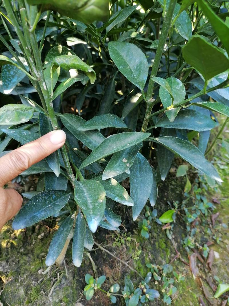 沃柑苗特大沃柑苗产地直销包品种一年挂果假一赔十