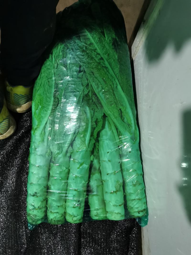 袋装的飞桥一号红尖叶香莴笋
